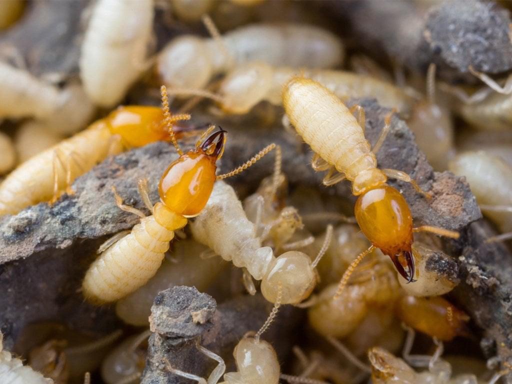 termite needing treatment