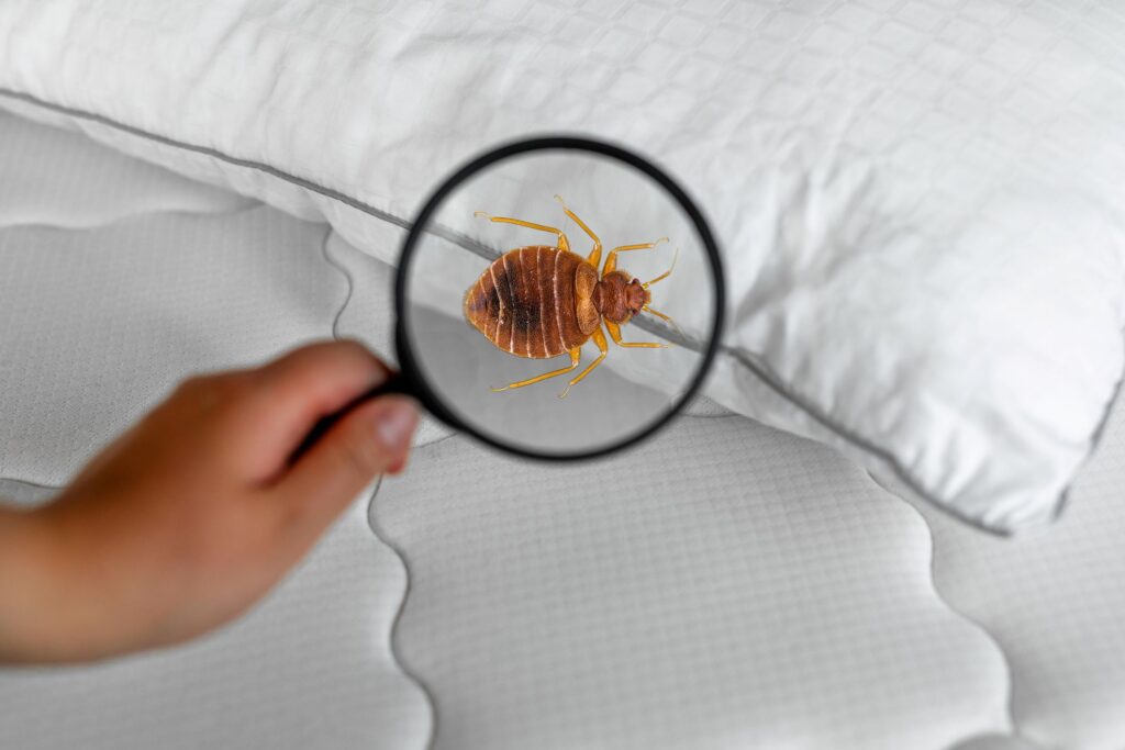 Magnifying glass detecting bed bugs on mattress